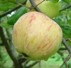 Apfel Duelmener Rosenapfel als Buschbaum im Container