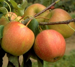 Apfel Pinova als Halbstamm Winterapfel
