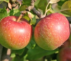 Apfel Rote Sternrenette als Hochstamm 8-10cm im Container 25 ltr
