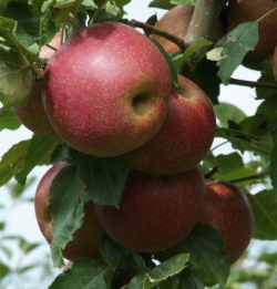 Apfel Roter Boskoop als Hochstamm im Container (Allergikerapfel)