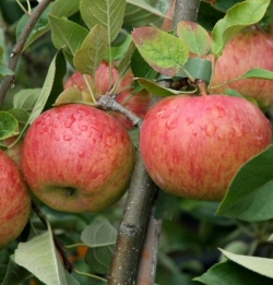 Apfel Topaz als Buschbaum im Container