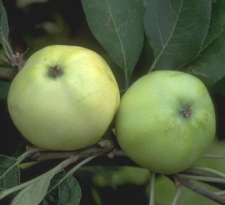 Apfel Weisser Klarapfel als Hochstamm im Container 30 ltr