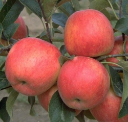 Apfel Rebella als Buschbaum im Container