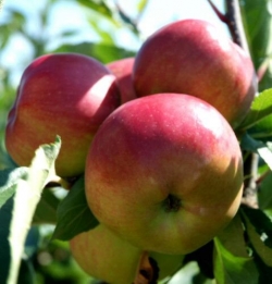 Apfel Gala als Hochstamm 8-10 cm StU im Container 30 ltr