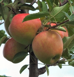 Apfel Braeburn als Hochstamm 8-10 cm StU im Container 30 ltr