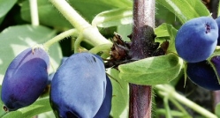 Häberli-Obst: Maibeere (Sibirische Blaubeere) Maitop im Container 3 ltr