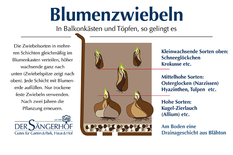 Pflanztiefe Blumenzwiebeln
