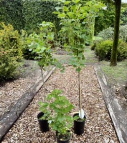 Johannisbeeren