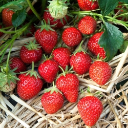 Häberli Erdbeeren jetzt pflanzen .....