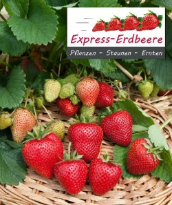 Häberli Express Erdbeeren & Express Himbeeren