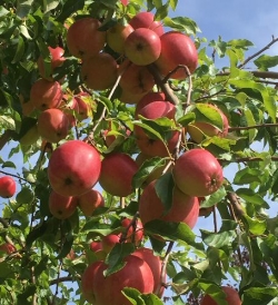 Allergiker-Äpfel mit Aroma