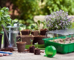 Tipps für erfolgreiche Pflanzenvermehrung