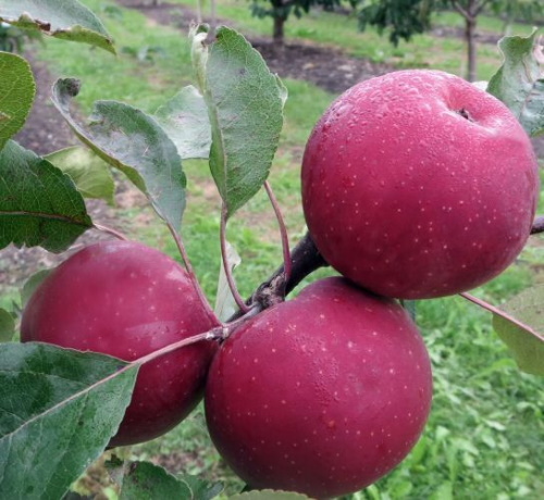 als & Obstbäume im Buschbaum Roter Mond Pflanzen | | Container | Beerenobst Apfel Apfelbäume