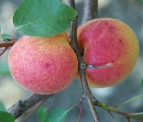 Aprikose C. Pflanzen Aprikosen & Beerenobst Bergeron 12 & ltr. | | Obstbäume als Halbstamm | Pfirsich