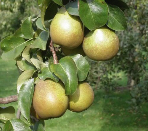 Birne Gellerts Butterbirne | | Buschbaum Container | Birnenbäume & Pflanzen im als Obstbäume Beerenobst
