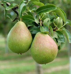 Birne Köstliche aus Charneux als Buschbaum im Container | Pflanzen |  Obstbäume & Beerenobst | Birnenbäume