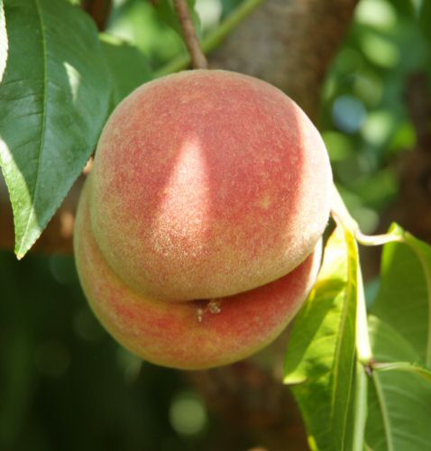 Häberli Pfirsich Revita als Buschbaum im Container 7,5ltr. 180cm hoch |  Pflanzen | Obstbäume & Beerenobst | Pfirsich & Aprikosen | Obstbäume & Gemüsepflanzen