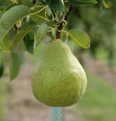 Birne Williams Christ als Buschbaum im Container | Pflanzen | Obstbäume &  Beerenobst | Birnenbäume