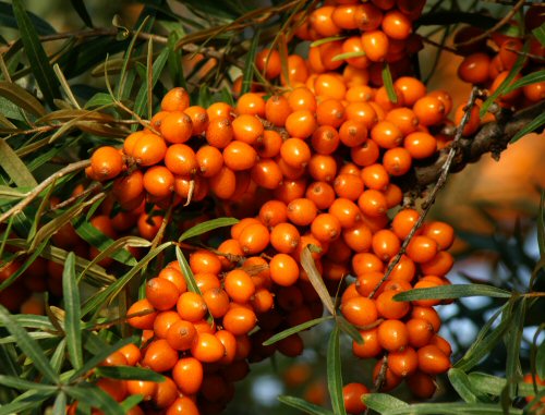 Häberli-Obst: Sanddorn Leikora - weiblich | Pflanzen | Obstbäume &  Beerenobst | Wildobstgehölze