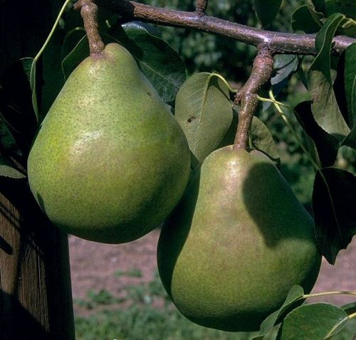 Birne Obstbäume | Beerenobst Container Pflanzen & | Buschbaum | im als Birnenbäume Vereinsdechantsbirne