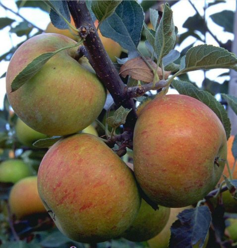 Apfel Holsteiner Cox als Halbstamm im Container | Pflanzen | Obstbäume &  Beerenobst | Apfelbäume