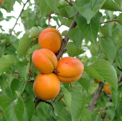 Aprikose Goldrich als Buschbaum C Aprikosen 150cm Pflanzen 7,5ltr. & hoch | & | Obstbäume Pfirsich | Beerenobst