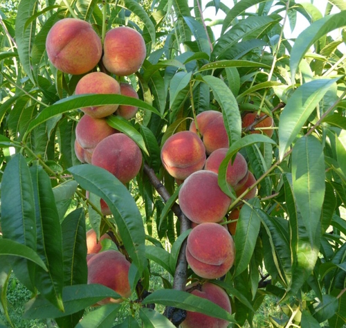 Buschbaum & Suncrest ltr im Container 5 | Beerenobst Pfirsich | Pflanzen als Aprikosen & Pfirsich Obstbäume |