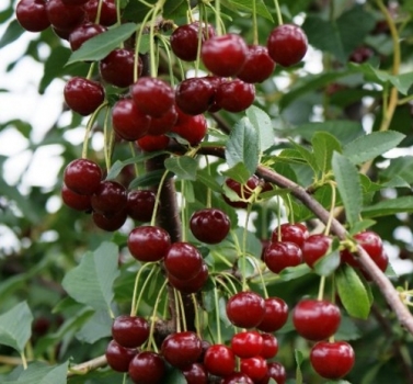 Sauerkirsche Ungarische ltr 7,5 Traubige Kirschbäume als | | Container im & Buschbaum Beerenobst | Pflanzen Obstbäume