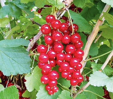 Häberli Obstbäume | Johannisbeeren Beerenobst Rote Tets | Jonkheer Johannisbeere & Pflanzen als van | 100cm, ca. C7.5ltr Stamm