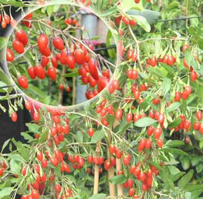 Goji-Beere Natascha (früh) | Pflanzen | Obstbäume & Beerenobst | Exotische  Obstarten