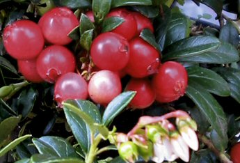 Häberli-Obst: Preiselbeere Red Pearl im  9cm Topf