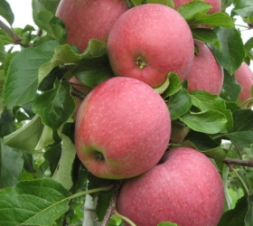 NEUHEIT Apfel Reanda als Buschbaum im Container
