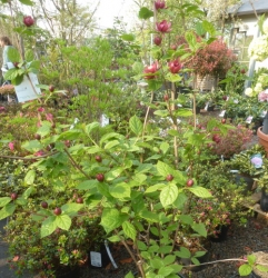 Chinesischer Wachsstrauch Calycanthus Solitär im Container 20 ltr