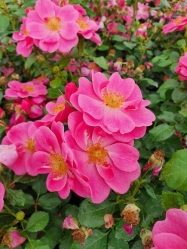 Zwergrose Bienenweide in rosa -R-