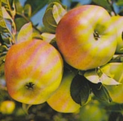 Apfel Gravensteiner Hochstamm 8-10 cm im Container 30 ltr