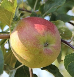 Apfel Pommerscher Krummstiel als Hochstamm 8-10cm im Container 30 ltr