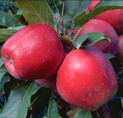 Apfel Gloster als Hochstamm im Container 30 ltr