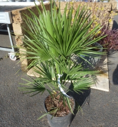 Zwergpalme Chamaerops humilis  PT 25 cm  H 40-50 cm