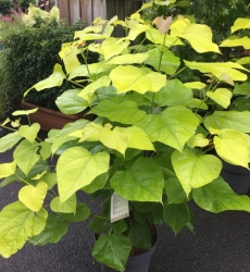 Gelblaubiger Trompetenbaum Catalpa bignonioides Aurea im Container 12 ltr