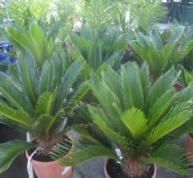 Palmfarn  Cycas revoluta T 20 cm , ca 30-40 cm hoch