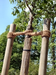 (4,49/m) Holzpfahl, Länge 200 cm bei 5-6 cm Durchmesser - gefräst und roh
