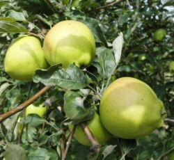 Apfel Gelber Bellefleur als Hochstamm 10-12 cm StUim Container 30 ltr