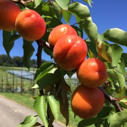 Pfirsich, Aprikose, Nektarinen, Fruchtmandeln online bestellen und ...