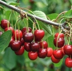 NEUHEIT: Süßkirsche Starblush als Buschbaum im Container