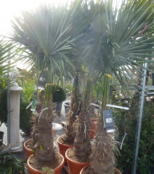 Hanfpalme Trachycarpus im Container 55ltr