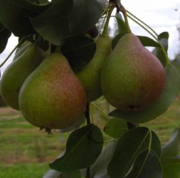 Birne Stuttgarter Geißhirtle<br />
Buschbaum im Co. 7,5 ltr