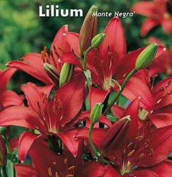 Lilien Monte Negro