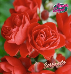 Bodendeckerrose Sorrento -R-