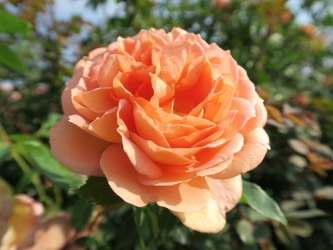 Austin Rose Lady of Shalott -R-