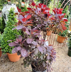 Purpur Perückenstrauch 'Royal Purple' im Container 10 ltr